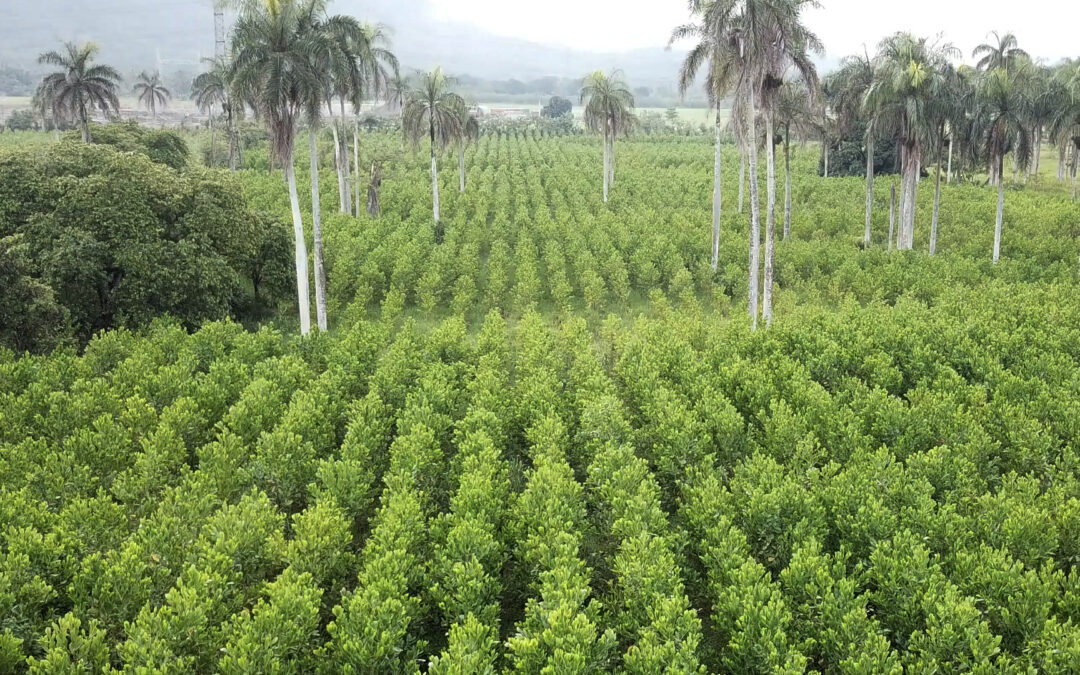 Forestry Initiative Sustains Biomass Power Plant in Dominican Republic